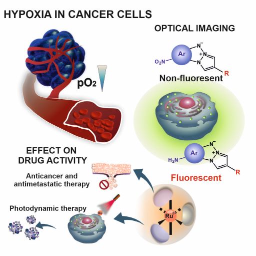 Scheme of hypoxia in cancer cells, the possibility of optical imaging by changing non-fluorescent compound into fluorescent one, effect of drug activity on anticancer and antimetastatic activity as well as on photodynamic therapy