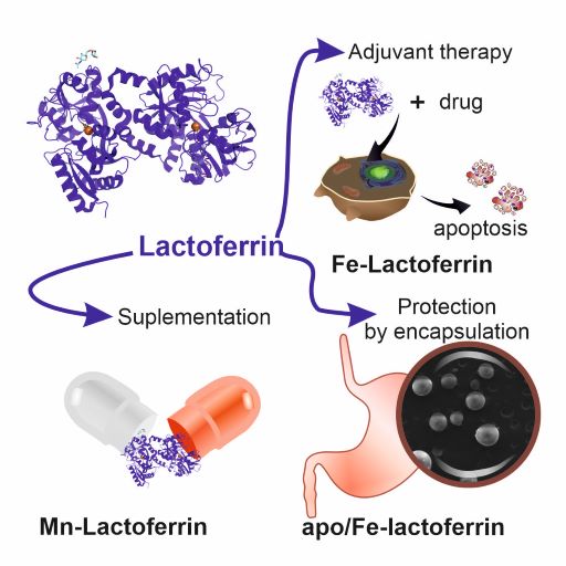 Scheme on applying lactoferrin in supplementation, adjuvant therapy and their protection by encapsulation