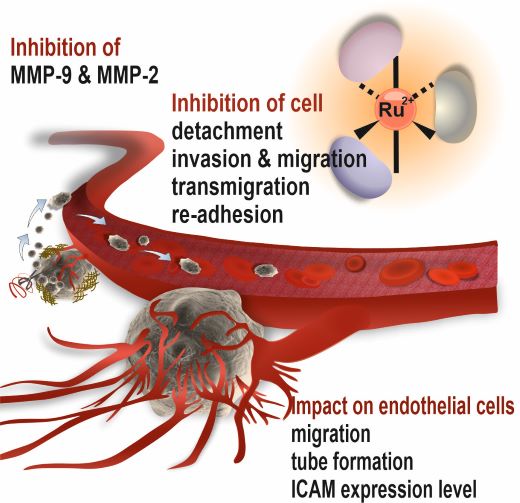 scheme of potential antimetastatic activity of ruthenium complexes such as inhibition of MMP-9 and MMP-2 as well as inhibition of cell detachment, invasion and migration, transmigration, re-adhesion